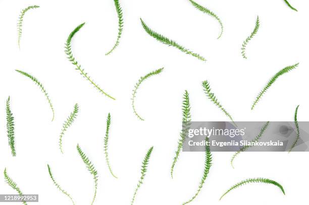 branches of green grass isolated on white background. - lichen formation stock pictures, royalty-free photos & images