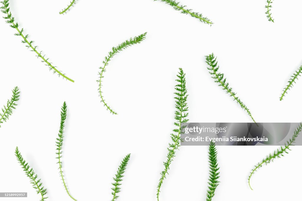 Branches of green grass isolated on white background.