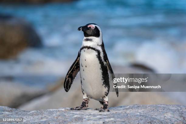 a penguin standing on the rock at boulders beach penguin colony near cape town, south africa - african penguin stock-fotos und bilder