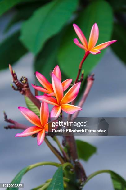 plumeria flowers - exoticism stock pictures, royalty-free photos & images