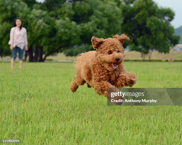 toy puppy dog - dog jumping bildbanksfoton och bilder