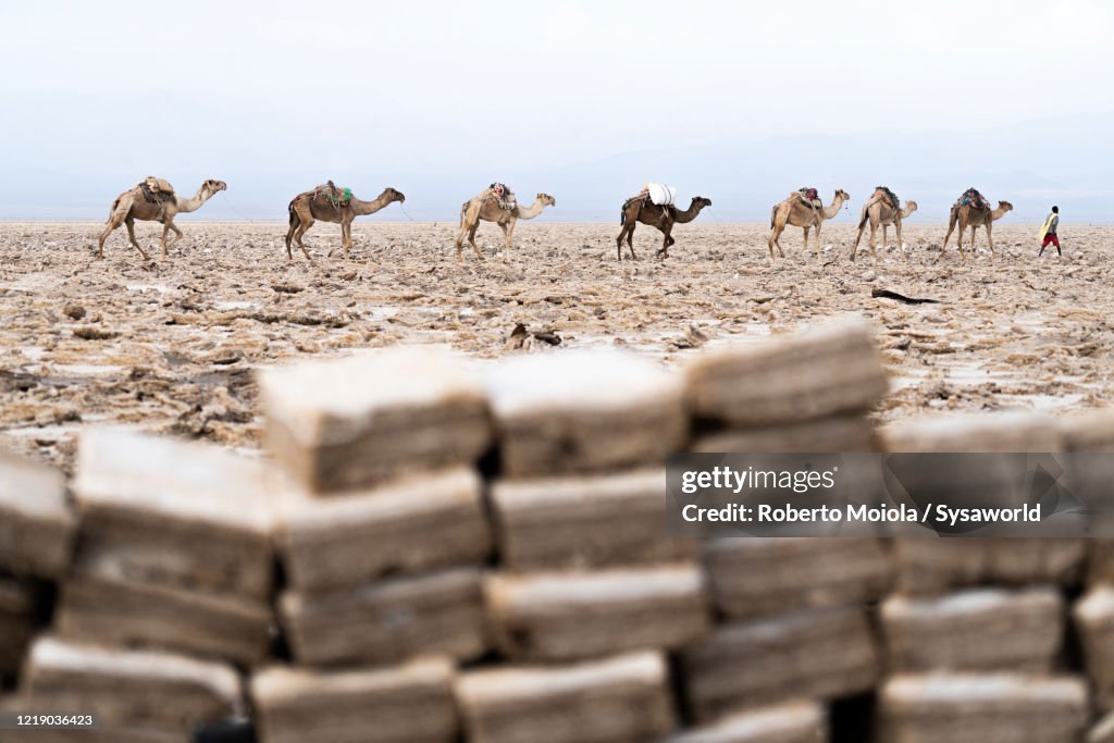 Camels caravan to salt mines, Dallol, Danakil Depression, Afar Region, Ethiopia