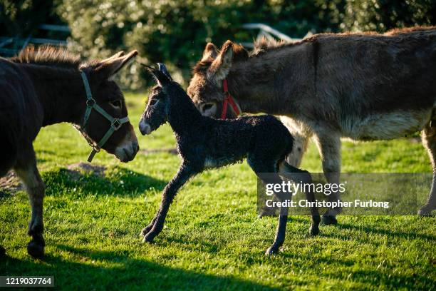 Donkey foal takes its first steps minutes after being born at Lower Drayton Farm on April 15, 2020 in Penkridge, Staffordshire. Agricultural...