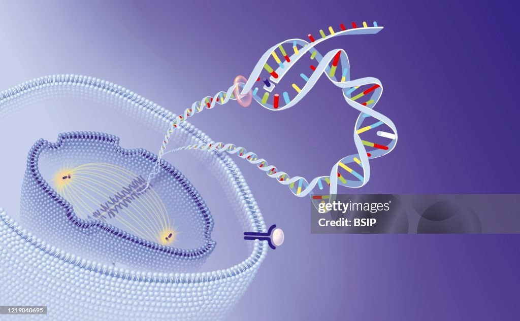 Oral anticancer agents