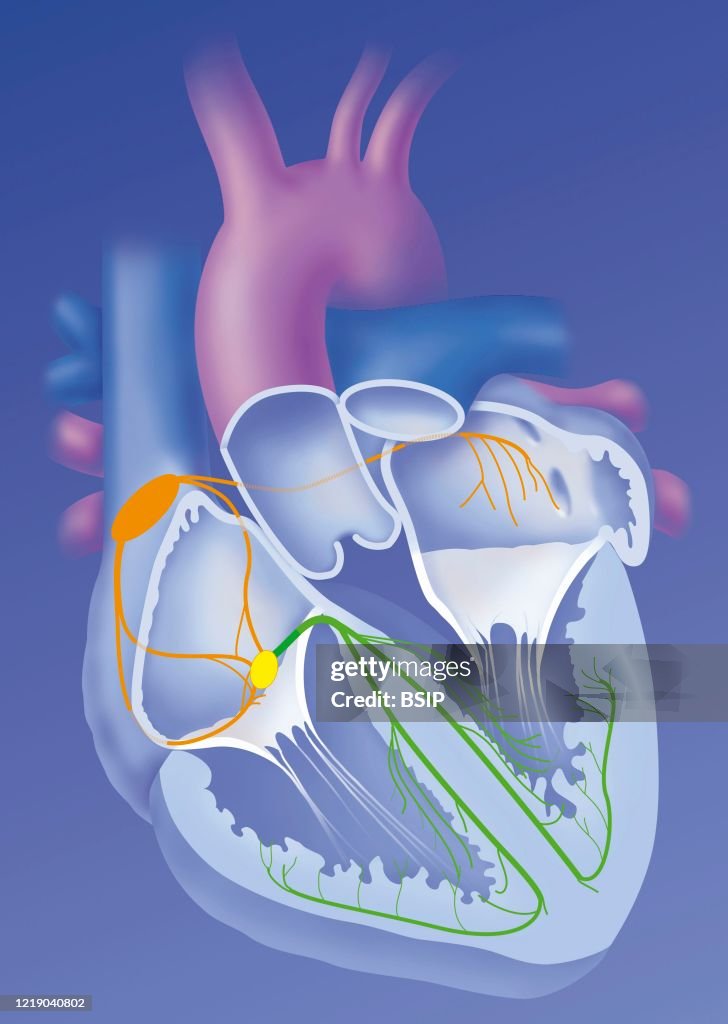 Heart and cardionector system