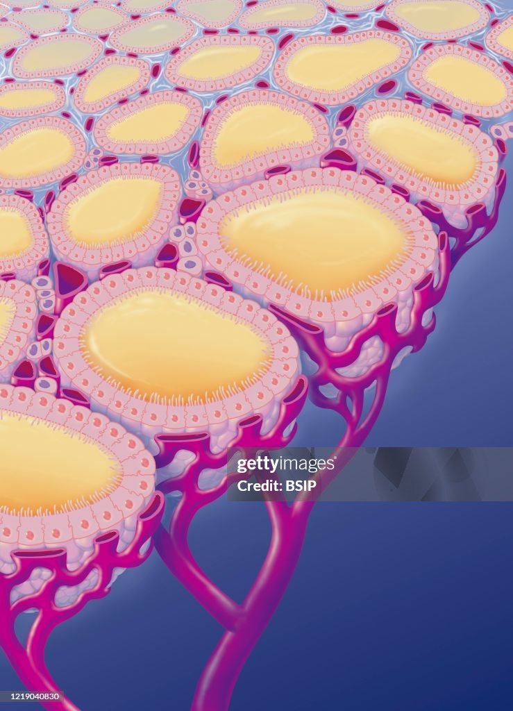 THYROID GLAND
