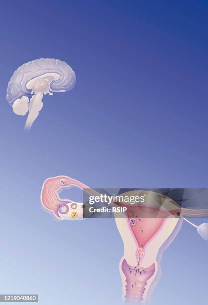 Brain and ovary, uterine endometrium, cervical mucus, targets of hormonal contraceptives. The hypothalamus regulates the secretion of FSH and LH from...