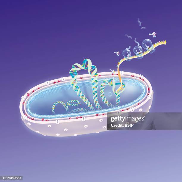 Gram negative bacterium in section, DNA, mRNA ribosomes, bacterium show its structure, wall traversed by porins, periplasmic space with the...