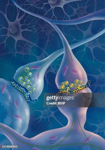 Drug Action in Attention Deficit Disorder or . Zoom on a noradrenergic neuron of the prefrontal cortex on the left and a dopaminergic neuron of the...