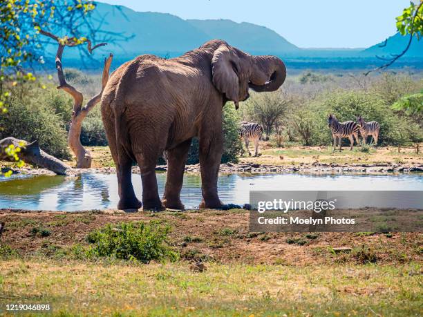 elephant and zebras at waterhole - wildschutzgebiet madikwe stock-fotos und bilder