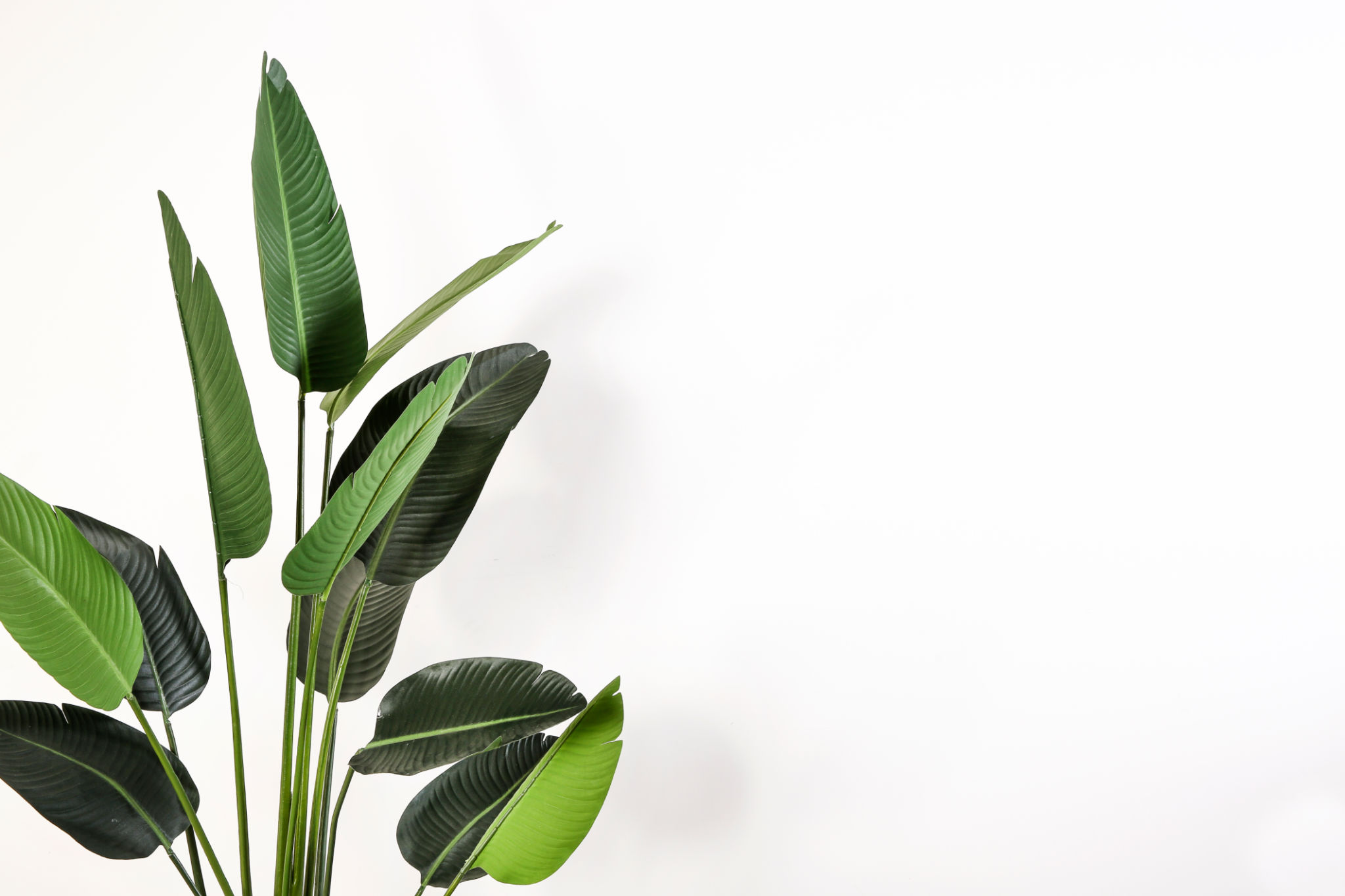 indoor plants tropical