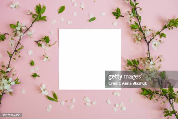 spring pink flowers with white copy space. floral bloom backround. - white flower paper stock-fotos und bilder