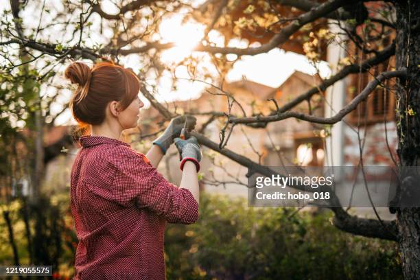 woman pruning apple trees - cutting stock pictures, royalty-free photos & images