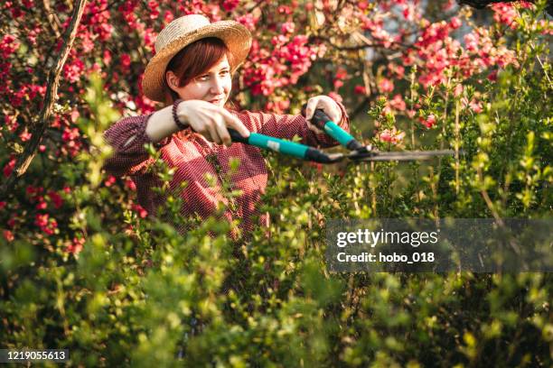 young woman using hedge clippers in backyard - overgrown hedge stock pictures, royalty-free photos & images