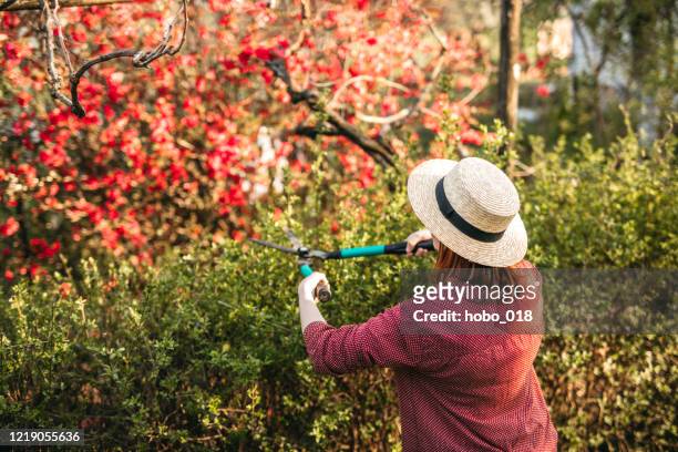 young woman trimming hedgerow in backyard - overgrown hedge stock pictures, royalty-free photos & images