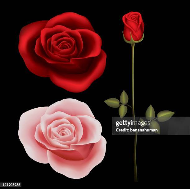 rose - rose petal stock illustrations