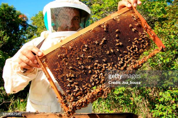 producción de miel apiaria - images of brazilian wax fotografías e imágenes de stock