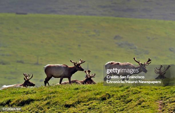 Bull Point Point Reyes Elk Point Group Photos and Premium High Res Pictures - Getty Images