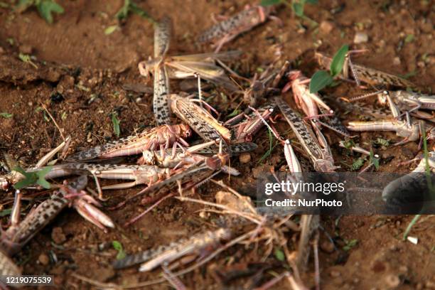 Locust Dead Shell Locust Swarm India Photos and Premium High Res Pictures - Getty Images