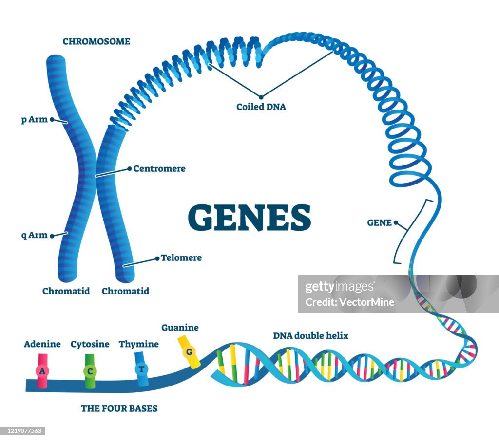 Ilustración vectorial de genes. Esquema de ejemplo de estructura etiquetada educativa.