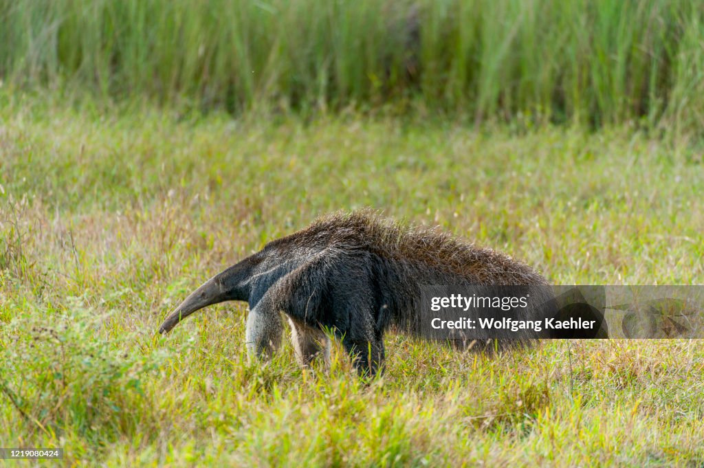 The endangered Giant anteater (Myrmecophaga tridactyla) at...