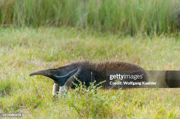 The endangered Giant anteater at Caiman Ranch in the Southern Pantanal in Brazil.