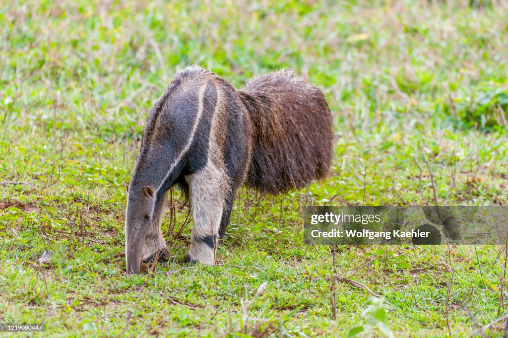 The endangered Giant anteater (Myrmecophaga tridactyla) at...