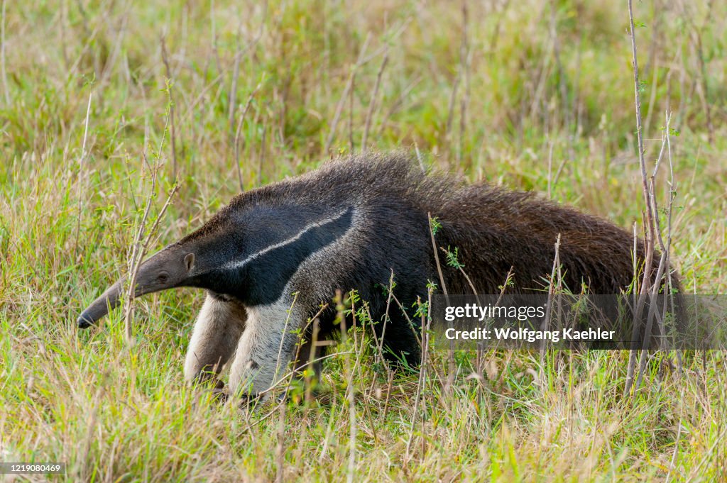 The endangered Giant anteater (Myrmecophaga tridactyla) at...