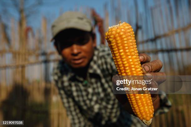 Farmer that is against GMO and Monsanto holds proudly up his own breed of maize.