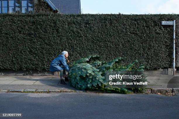 girl dragging christmas tree on sidewalk - christmas humor stock pictures, royalty-free photos & images