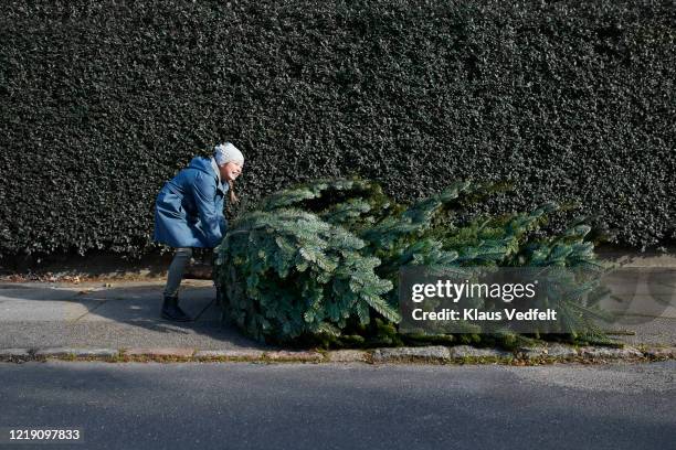 girl pulling christmas tree on footpath - drag christmas tree stock pictures, royalty-free photos & images