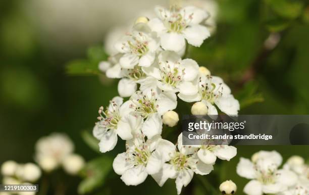 the blossom of a hawthorn tree, crataegus monogyna, growing in the countryside in the uk in spring. - hawthorn,_victoria stock pictures, royalty-free photos & images