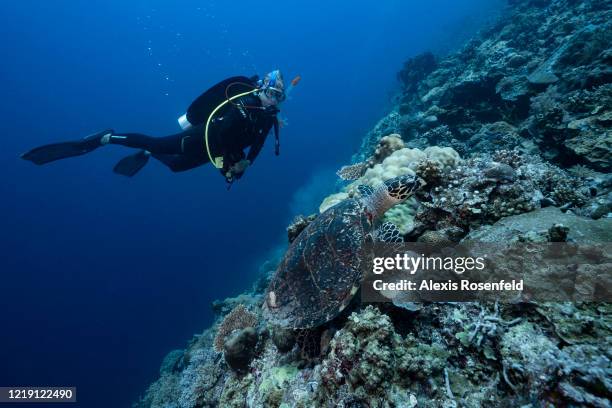 The marine park manager, Angelique Songco, is watching a hawksbill turtle while diving on Tubbataha reef on April 24, 2018 off Palawan, Philippines,...