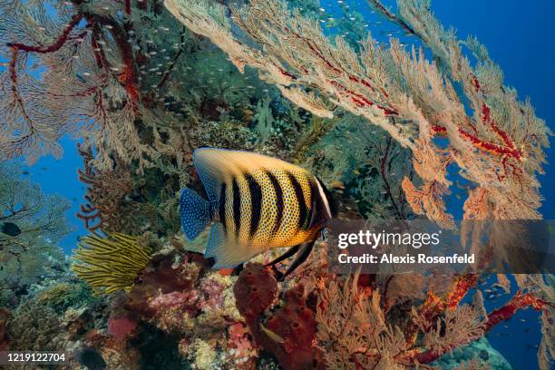 Marvelous sixbar angelfish takes shelter under a gorgonian fan on April 25, 2018 at Tubbataha Reef, Philippines, Sulu Sea. Listed as a UNESCO World...