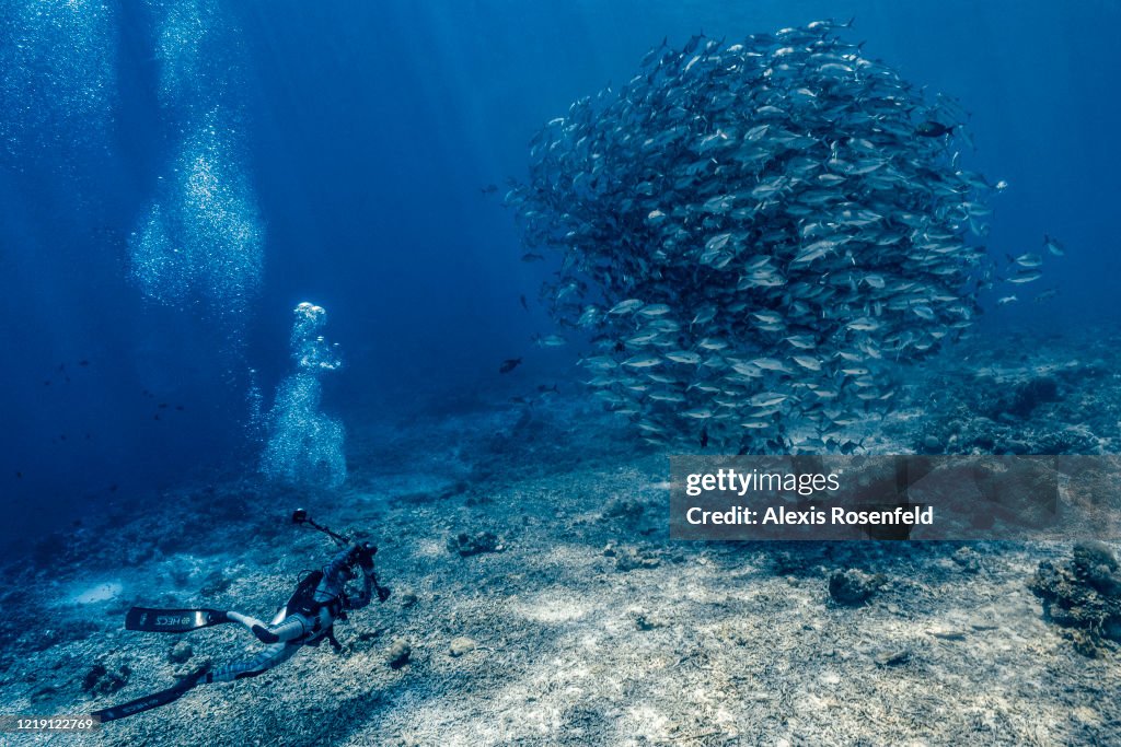 School of bigeye trevally