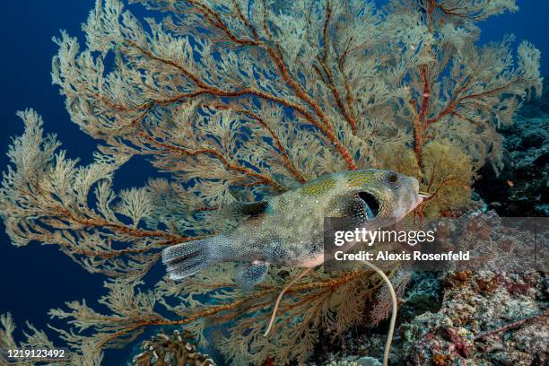 Blue-spotted pufferfish is being cleaned by a Bluestreak cleaner wrasse on April 22, 2018 at Tubbataha Reef, Philippines, Sula Sea. Listed as a...