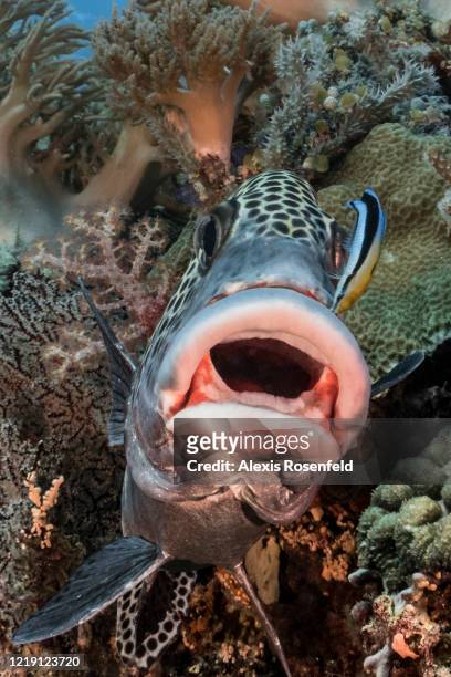 Harlequin sweetlips is being cleaned by a bluestreak cleaner wrasse on April 25, 2018 at Tubbataha Reef, Philippines, Sulu Sea. Listed as a UNESCO...