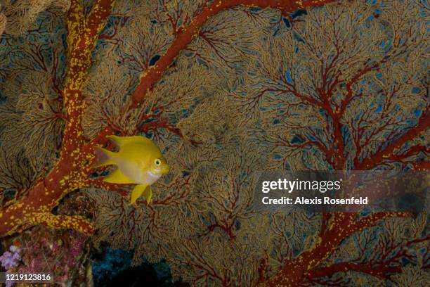 Golden damself takes shelter near a huge gorgonian on April 23, 2018 at Tubbataha Reef, Philippines, Sulu Sea. Listed as a UNESCO World Heritage...