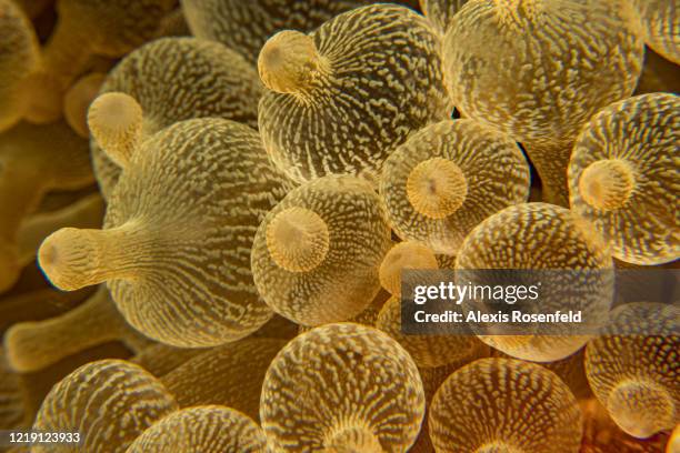 Close-up view of bulb-tentacle sea anemone found at the shallow part of Tubbataha reef on April 21, 2018 off Philippines, Sulu sea. In the heart of...