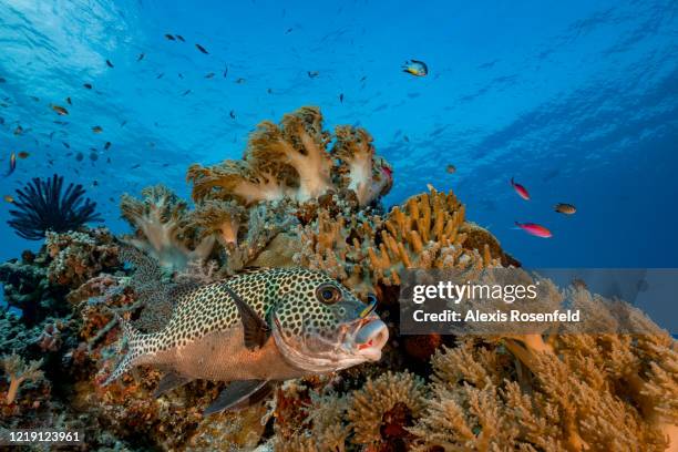 Harlequin sweetlips is being cleaned by a bluestreak cleaner wrasse on April 25, 2018 at Tubbataha Reef, Philippines, Sulu Sea. Listed as a UNESCO...