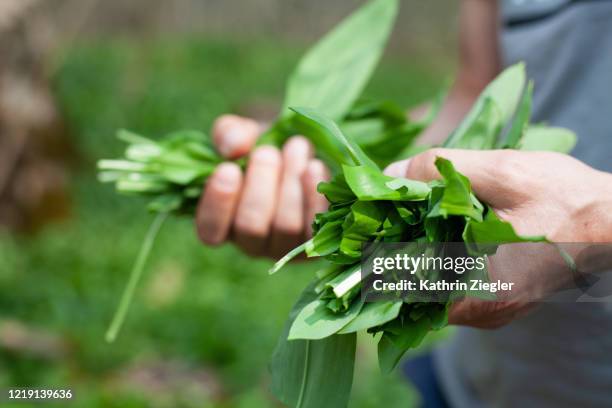 man picking ramson leaves in forest, close-up of hands - ail des ours photos et images de collection