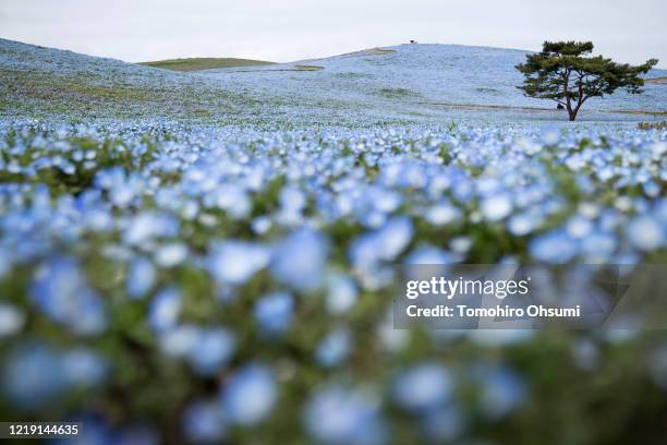 Nemophila flowers are in bloom at at Hitachi Seaside Park on April 16, 2020 in Hitachinaka, Japan. Usually drawing tourists from around Japan between...