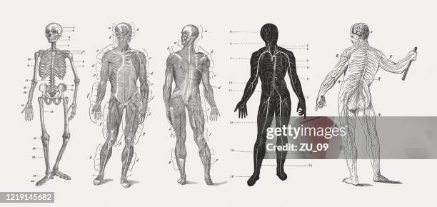 anatomie des mannes, holzstiche, veröffentlicht 1893 - body parts stock-grafiken, -clipart, -cartoons und -symbole