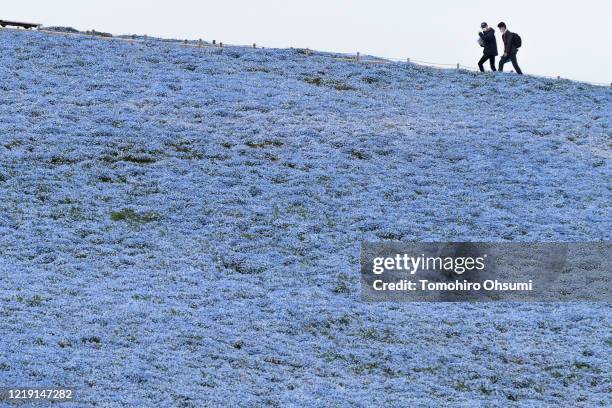 Members of the media walk through a field of Nemophila flowers at Hitachi Seaside Park on April 16, 2020 in Hitachinaka, Japan. Usually drawing...