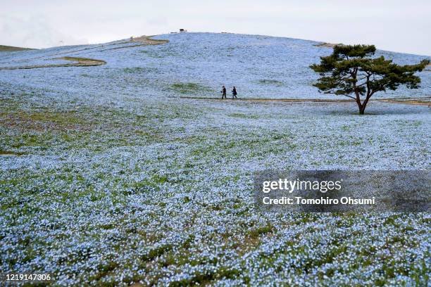Nemophila flowers are in bloom at Hitachi Seaside Park on April 16, 2020 in Hitachinaka, Japan. Usually drawing tourists from around Japan between...