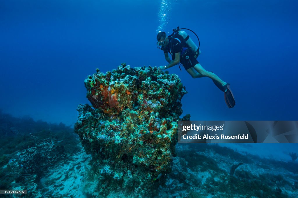 Reef dive after the hurricane Irma