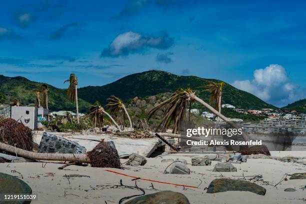 The palm trees along the beaches are devastated, they could not resist the power of Hurricane Irma on November 15 Saint-Martin, French Antilles....