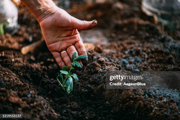 tomaten-setzlinge - dirt stock-fotos und bilder