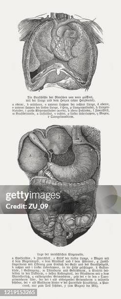 human internal organs, wood engravings, published in 1893 - appendix stock illustrations