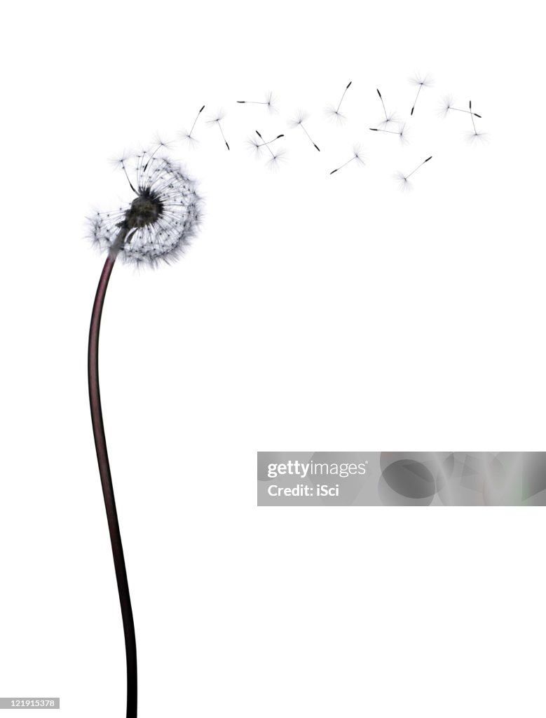 Dandelion